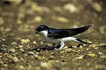 Attēlu rezultāti vaicājumam “Delichon urbicum nest”