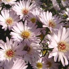 Attēlu rezultāti vaicājumam “Symphytocarpus impexus young”