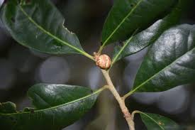 Attēlu rezultāti vaicājumam “gall”