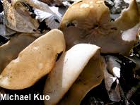 Attēlu rezultāti vaicājumam “Disciotis venosa”