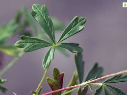 Attēlu rezultāti vaicājumam “Potentilla argentea leaf”