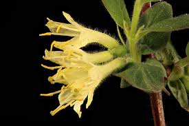 Attēlu rezultāti vaicājumam “Lonicera caerulea var. pallasii flower”