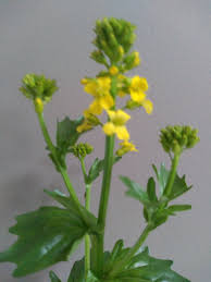 Attēlu rezultāti vaicājumam “Rorippa palustris flower”