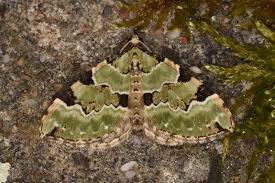 Attēlu rezultāti vaicājumam “Colostygia pectinataria”