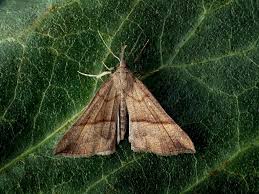 Attēlu rezultāti vaicājumam “Hypena proboscidalis”