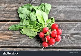 Image result for Radieschen