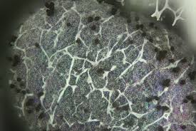 Attēlu rezultāti vaicājumam “Badhamia capsulifera”