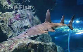 Image result for Rhynchobatus australiae