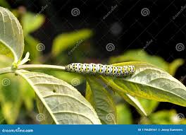 Attēlu rezultāti vaicājumam “Cucullia verbasci larva”