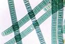 <b>cyanobacteria</b> in the image