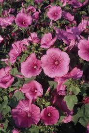 Image result for Lavatera trimestris