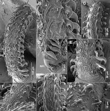 Image result for Raja straeleni