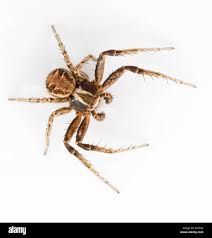 Attēlu rezultāti vaicājumam “Xysticus cristatus”