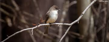 Image result for Sayornis phoebe