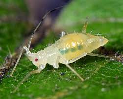 Attēlu rezultāti vaicājumam “Drepanosiphum platanoidis exuvia”