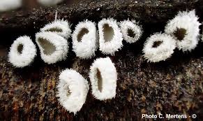 Attēlu rezultāti vaicājumam “Lachnella alboviolascens”