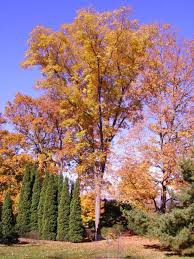 Attēlu rezultāti vaicājumam “Carya cordiformis”