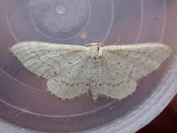 Attēlu rezultāti vaicājumam “Idaea sylvestraria”