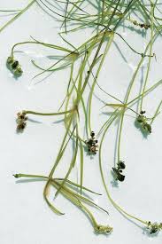 Attēlu rezultāti vaicājumam “Potamogeton trichoides”