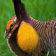 Attēlu rezultāti vaicājumam “Galliformes”
