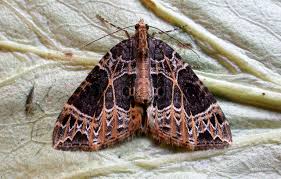 Attēlu rezultāti vaicājumam “Ecliptopera silaceata”