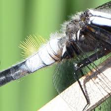 Attēlu rezultāti vaicājumam “Stemonitopsis hyperopta var. landewaldii stalked”