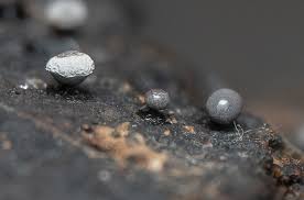 Attēlu rezultāti vaicājumam “Craterium leucocephalum stalked”