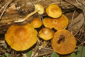 Attēlu rezultāti vaicājumam “Gymnopilus picreus”