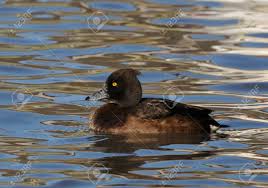 Attēlu rezultāti vaicājumam “Aythya fuligula female”