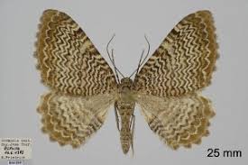 Attēlu rezultāti vaicājumam “Hydria undulata”