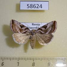 Attēlu rezultāti vaicājumam “Autographa excelsa”
