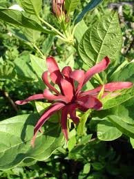 Attēlu rezultāti vaicājumam “Calycanthus floridus”