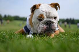 Image result for Banbury Bulldogs