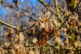 Attēlu rezultāti vaicājumam “Acer negundo fruit”