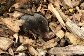 Attēlu rezultāti vaicājumam “Talpa europaea”