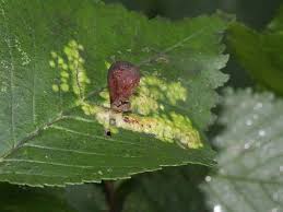 Attēlu rezultāti vaicājumam “Tetraneura ulmi”