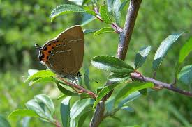 Attēlu rezultāti vaicājumam “Satyrium pruni”