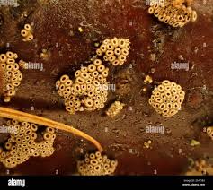 Attēlu rezultāti vaicājumam “Merismodes anomala”