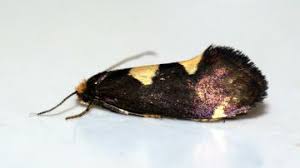 Attēlu rezultāti vaicājumam “Incurvaria oehlmanniella”