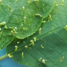 Attēlu rezultāti vaicājumam “Eriophyes padi”