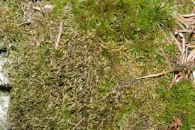 Attēlu rezultāti vaicājumam “Anastrophyllum minutum”