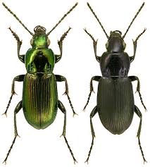 Attēlu rezultāti vaicājumam “Pterostichus quadrifoveolatus”