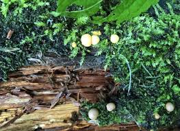 Attēlu rezultāti vaicājumam “Lycogala alisaulianovae”