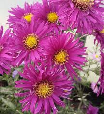 Image result for Aster novi-belgii