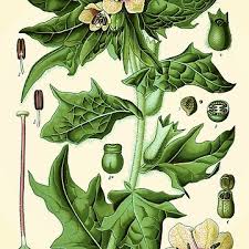 Attēlu rezultāti vaicājumam “Hyoscyamus niger”