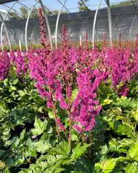Attēlu rezultāti vaicājumam “Astilbe chinensis bud”