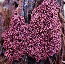 Attēlu rezultāti vaicājumam “Arcyria affinis stalked”