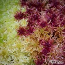 Attēlu rezultāti vaicājumam “Sphagnum rubellum”