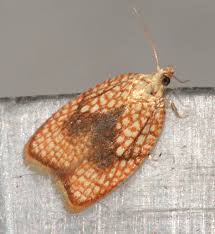 Attēlu rezultāti vaicājumam “Acleris forsskaleana”