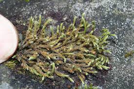 Attēlu rezultāti vaicājumam “Hedwigia ciliata”